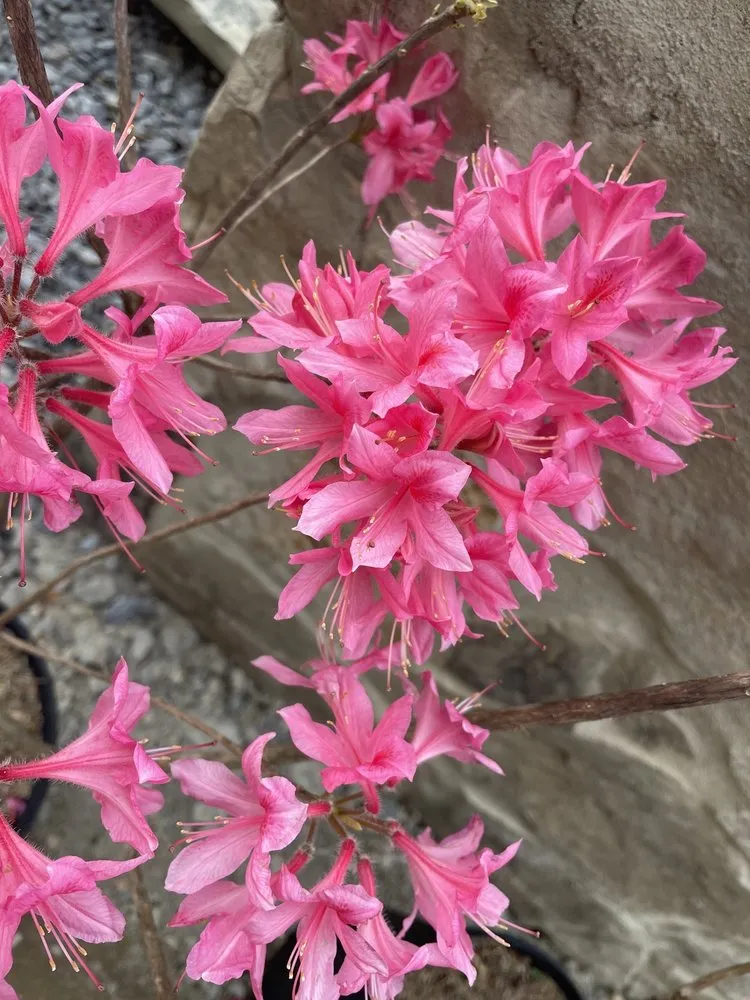 Custom outdoor landscaping experts serving Shelby, NC - Paradise Landscaping