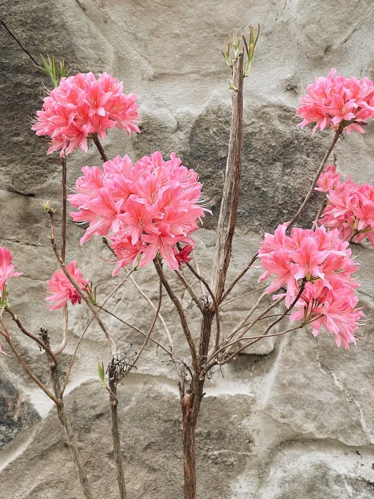 Custom landscape installation for homes across Shelby, NC - Paradise Landscaping