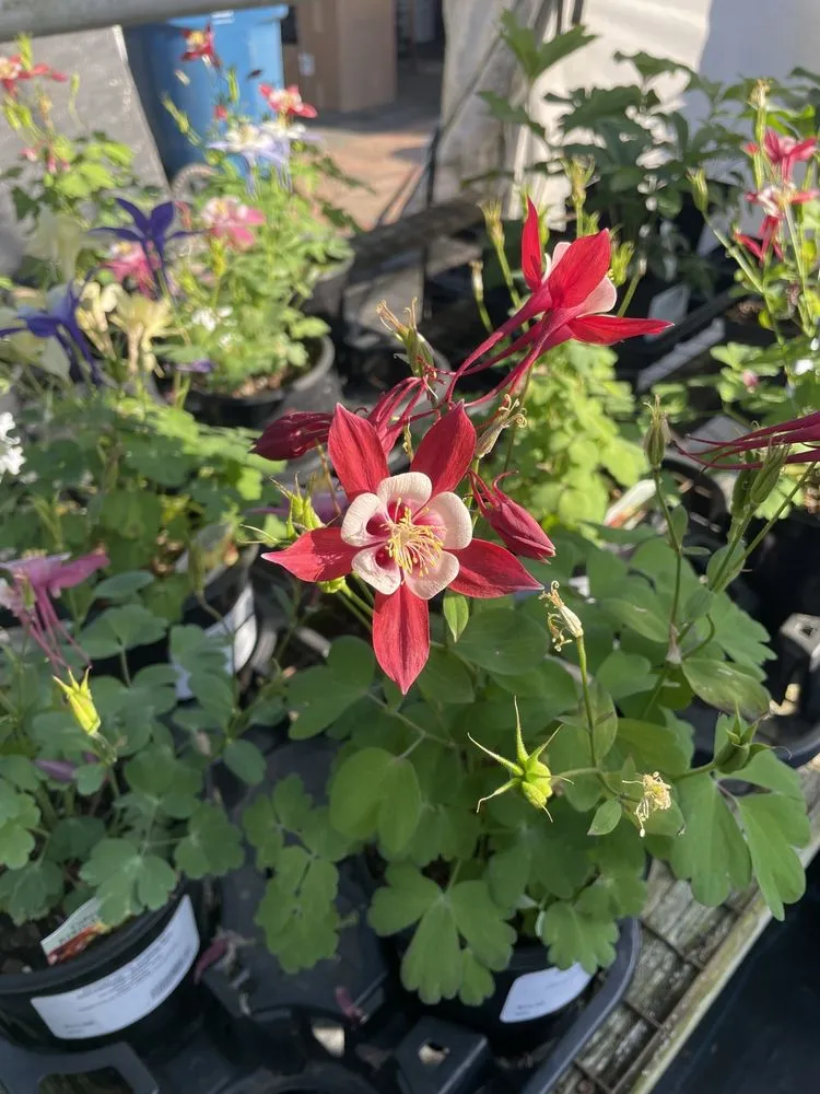 Local outdoor landscaping experts serving Shelby, NC - Paradise Landscaping