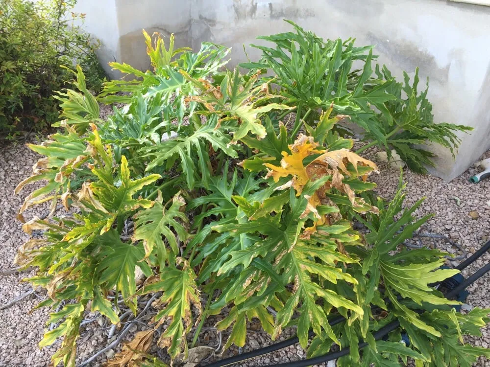 Reliable residential landscaping near you in Garden Ridge, TX by Paradise Lawn & Maintenance