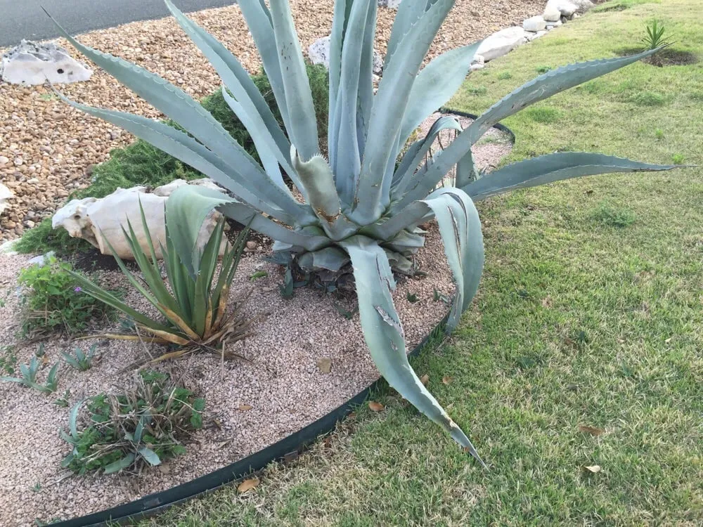 Professional garden landscaping for year-round maintenance across Garden Ridge, TX - Paradise Lawn & Maintenance