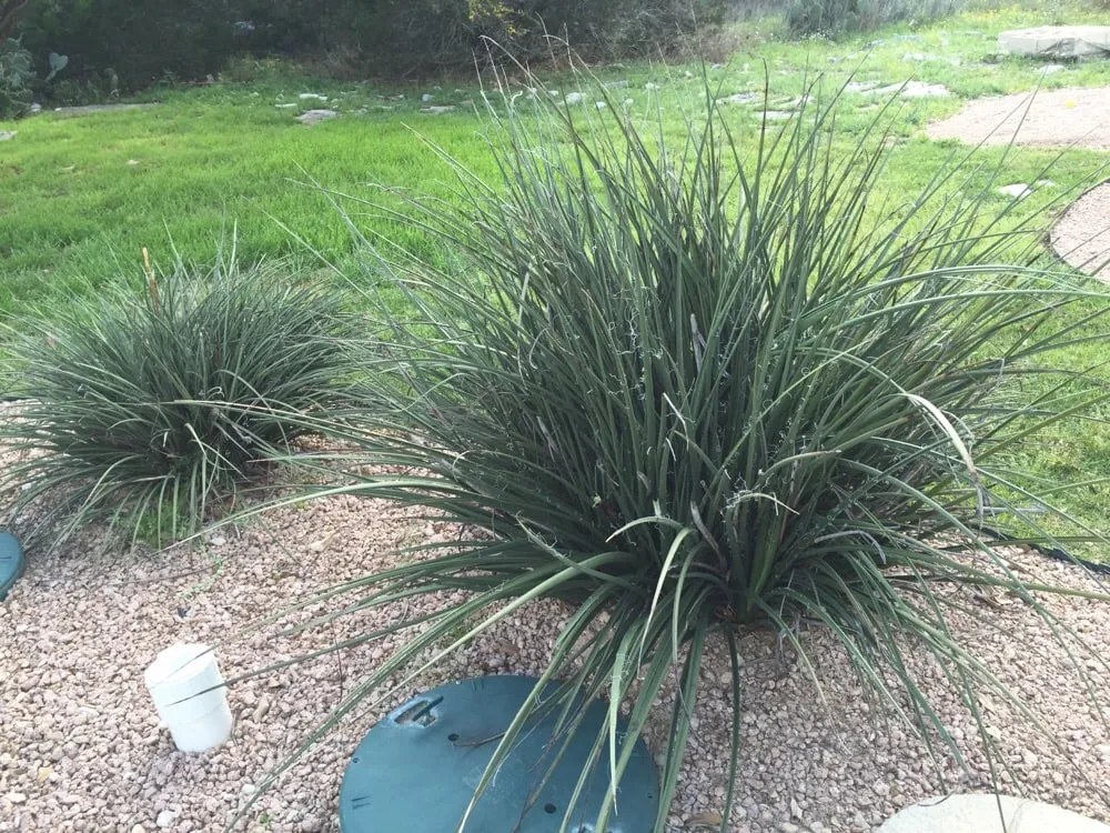 Affordable yard cleanup service for year-round maintenance across Garden Ridge, TX - Paradise Lawn & Maintenance