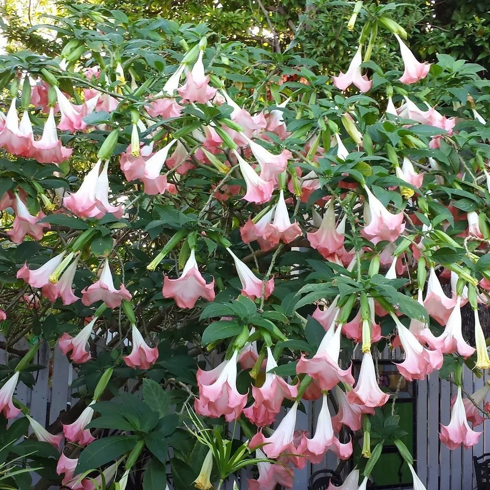 Trusted yard maintenance in Key West, FL - Paradise Lawn and Garden