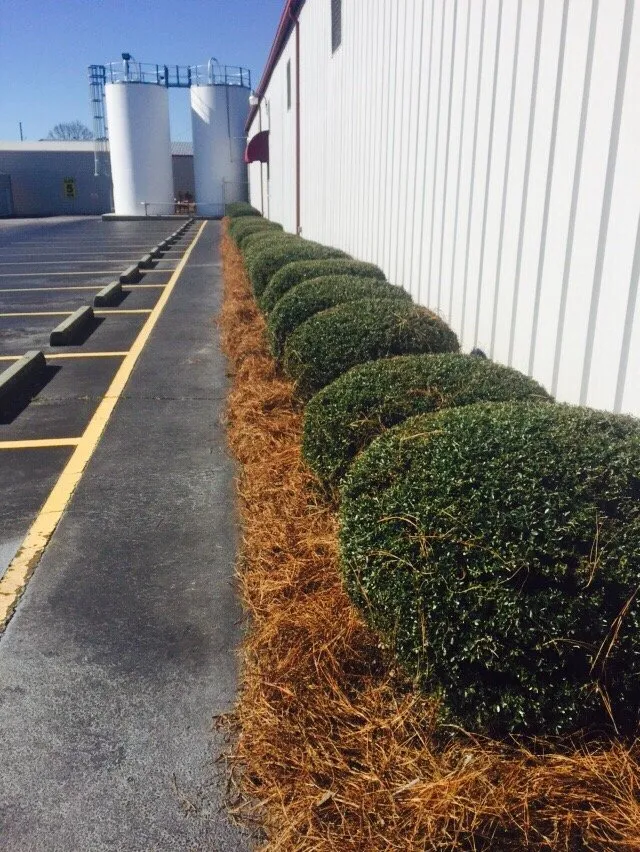 Local yard cleanup service for residential properties across Bonaire, GA - Paradise Lawn Care Services