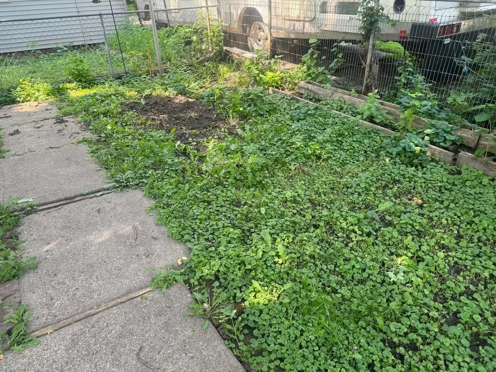 Professional residential landscaping in New Brighton, MN by Paradise Lawn Care Services