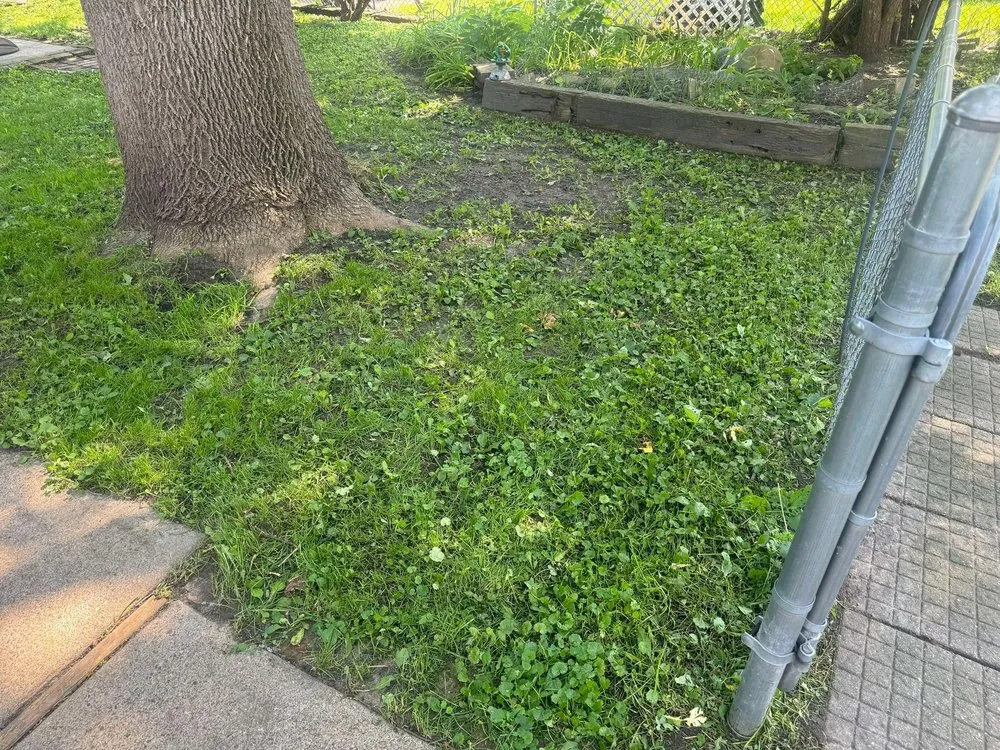 Expert lawn care service experts serving New Brighton, MN - Paradise Lawn Care Services