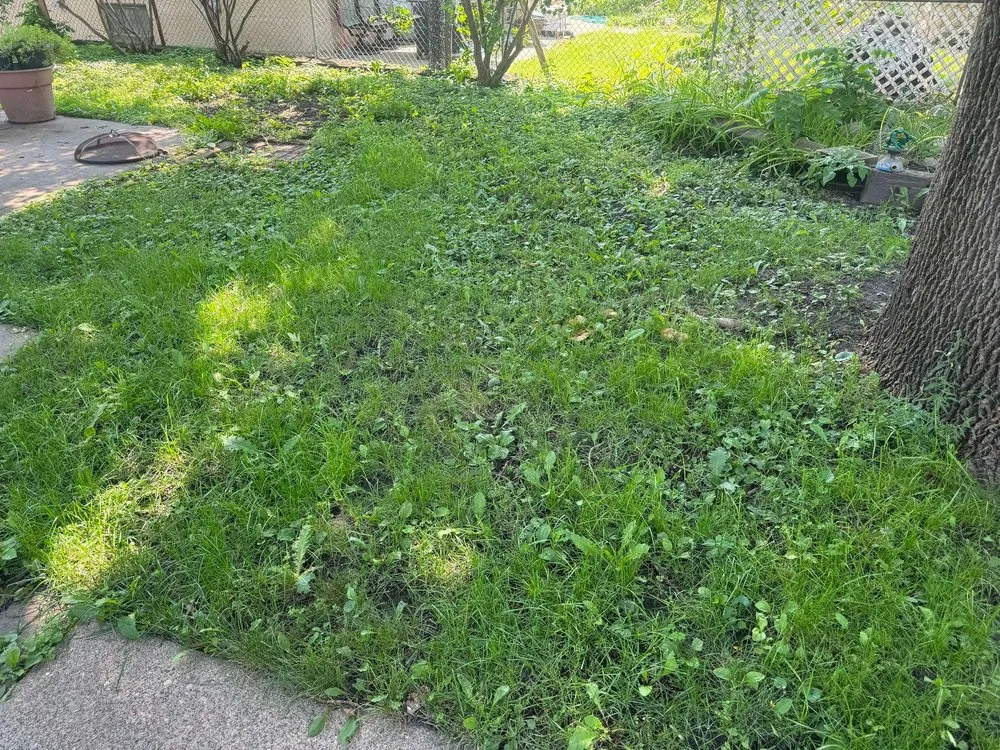 Expert lawn mowing service in New Brighton, MN by Paradise Lawn Care Services