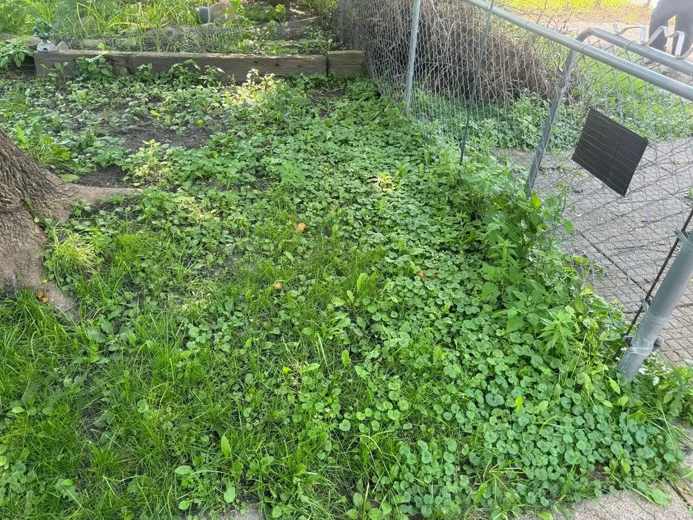 Local lawn mowing service near you across New Brighton, MN - Paradise Lawn Care Services