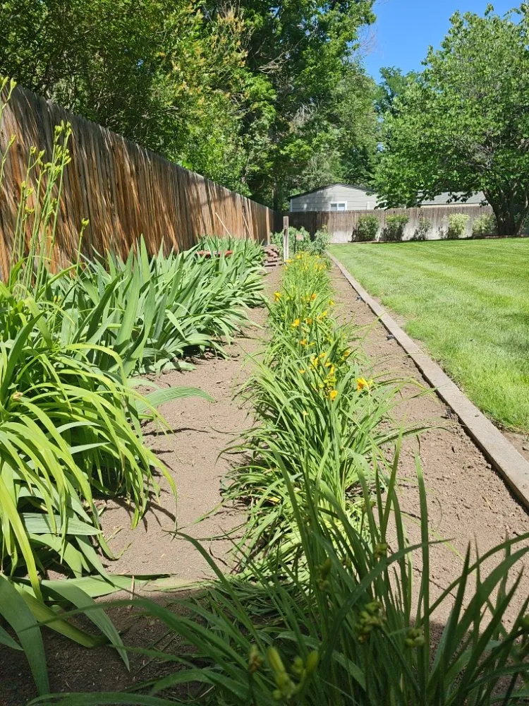 Top-rated yard maintenance for beautiful yards in Lakewood, CO by Paradise Lawn Services