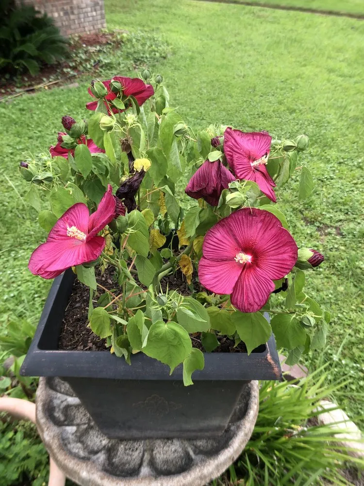 Expert yard cleanup service experts serving Fort Walton Beach, FL - Paradise Lawns