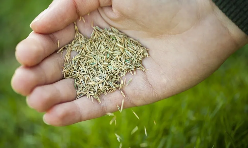 Local yard cleanup service for residential properties across Omaha, NE - Paradise Lawns