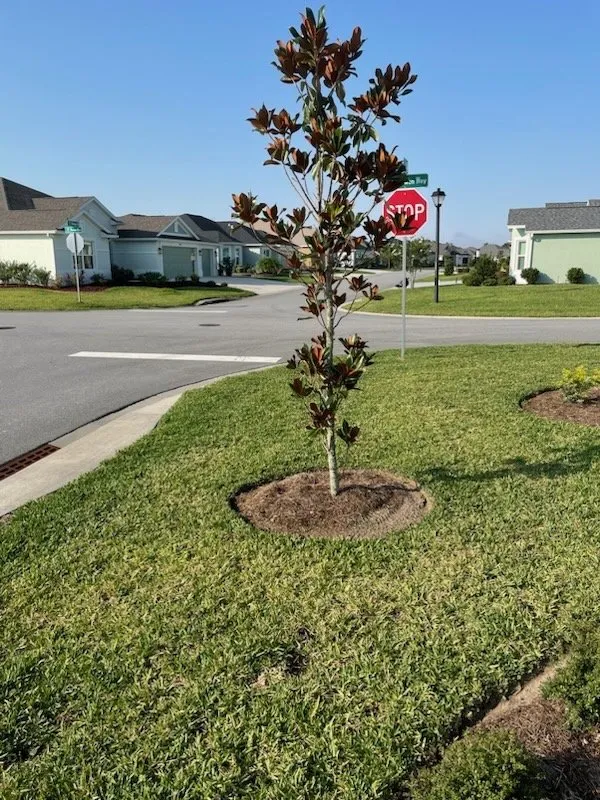 Expert outdoor landscaping experts serving Lady Lake, FL - Paradise Mowing Services