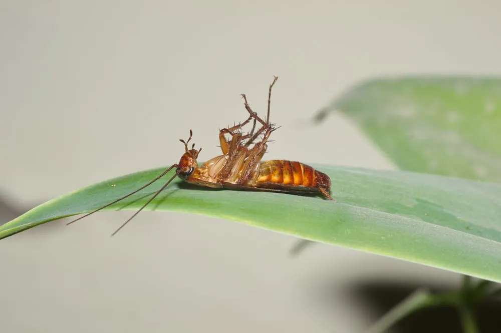 Reliable yard cleanup service with custom design in Sunrise, FL by Paradise Pest Control & Fertilization