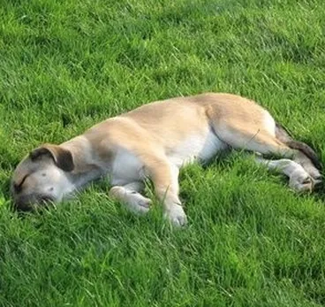 Top-rated yard cleanup service in Sunrise, FL by Paradise Pest Control & Fertilization