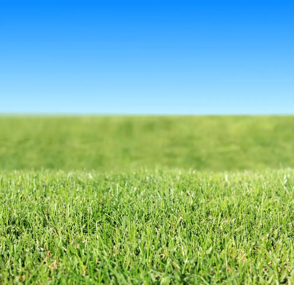 Trusted residential landscaping for outdoor upgrades across Sunrise, FL - Paradise Pest Control & Fertilization