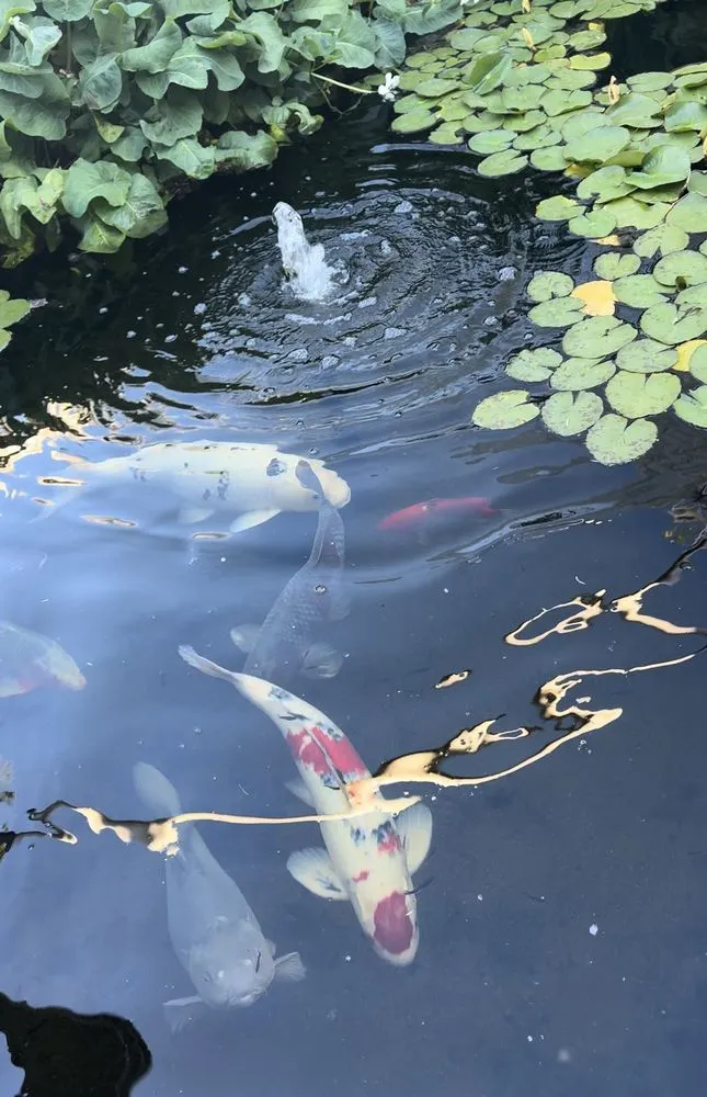 Expert landscape design for outdoor upgrades in Glendale, AZ by Paradise Ponds & Garden