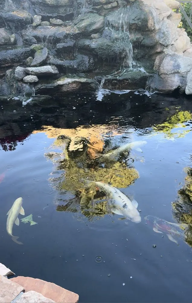 Local landscape design experts serving Glendale, AZ - Paradise Ponds & Garden