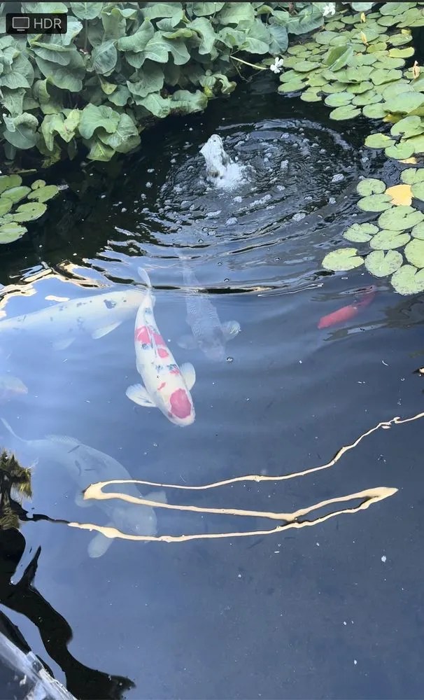 Trusted landscaping services with custom design across Glendale, AZ - Paradise Ponds & Garden