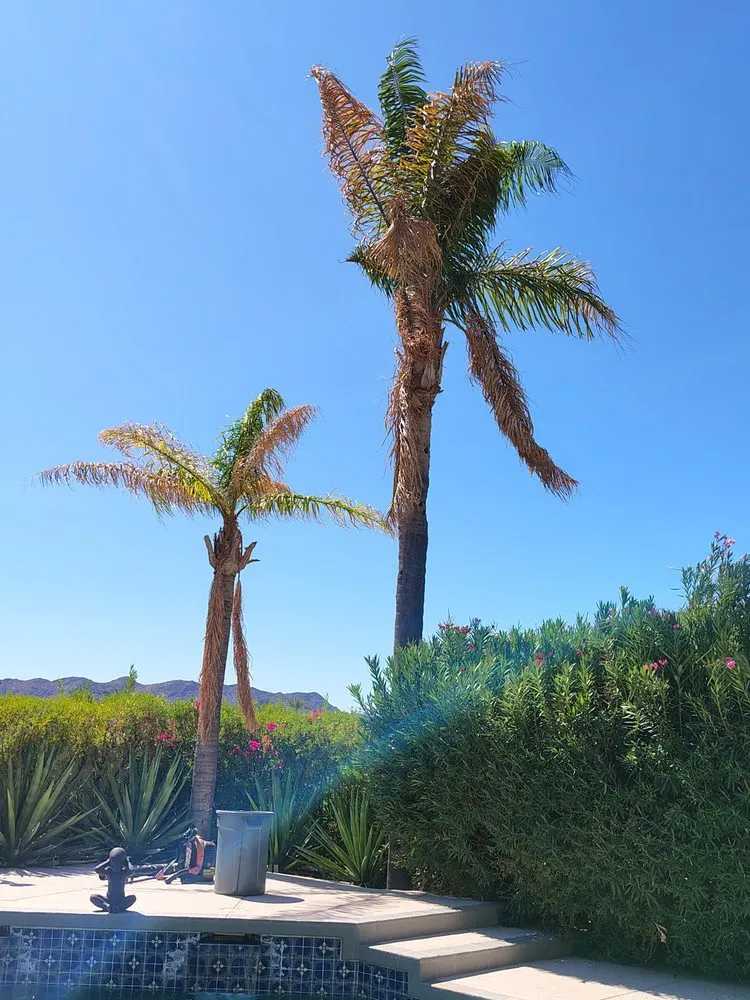 Custom yard cleanup service in Glendale, AZ by Paradise Ponds & Garden