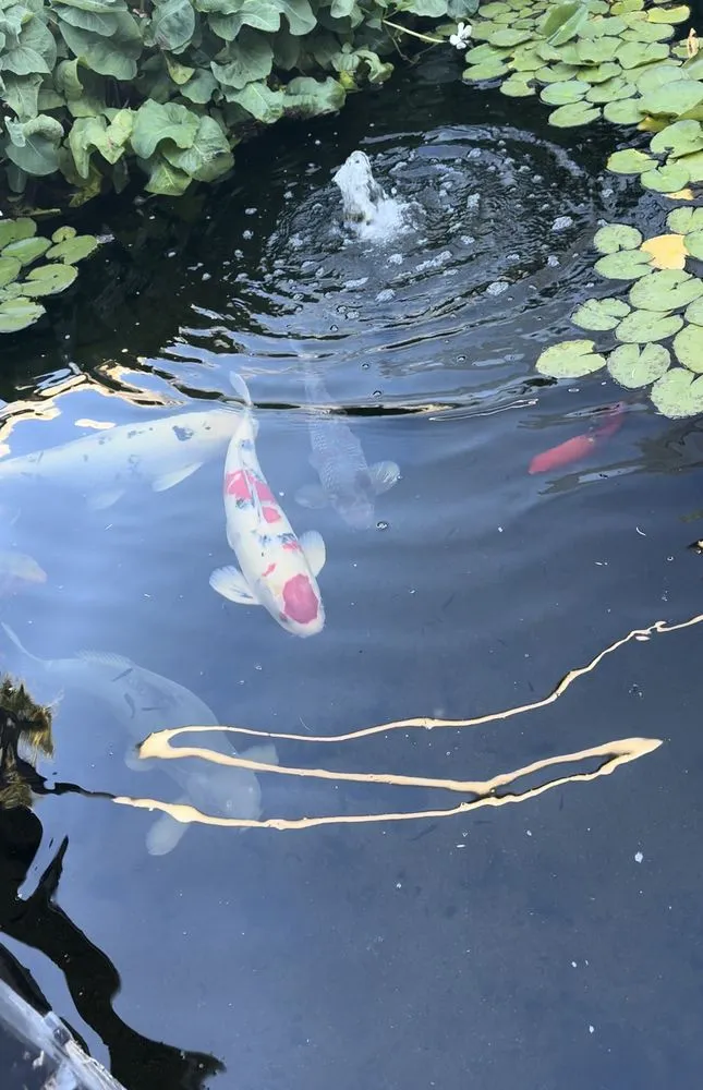 Affordable residential landscaping experts serving Glendale, AZ - Paradise Ponds & Garden