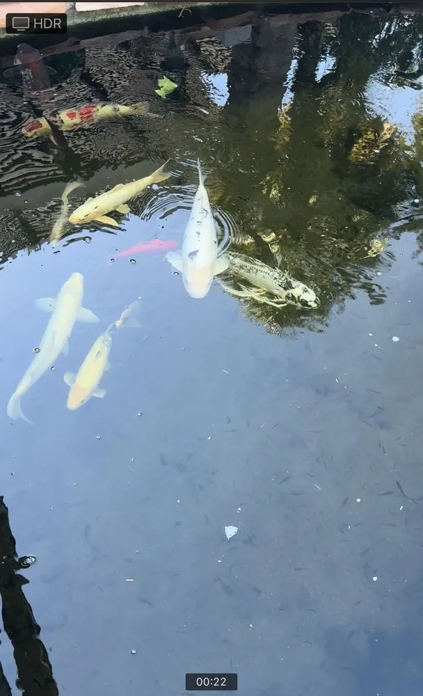 Top-rated garden landscaping experts serving Glendale, AZ - Paradise Ponds & Garden