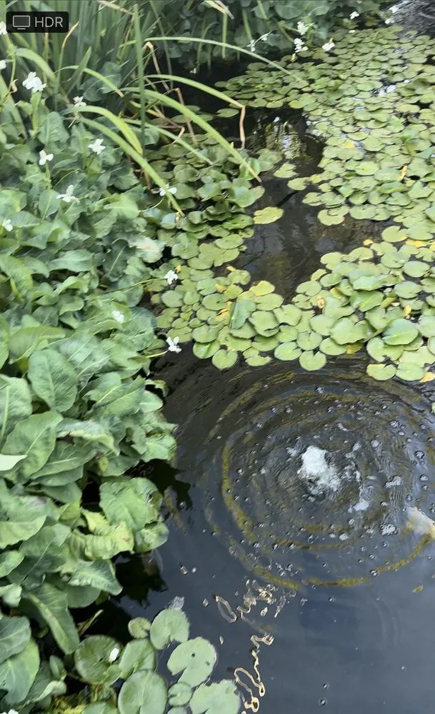 Affordable outdoor landscaping experts serving Glendale, AZ - Paradise Ponds & Garden