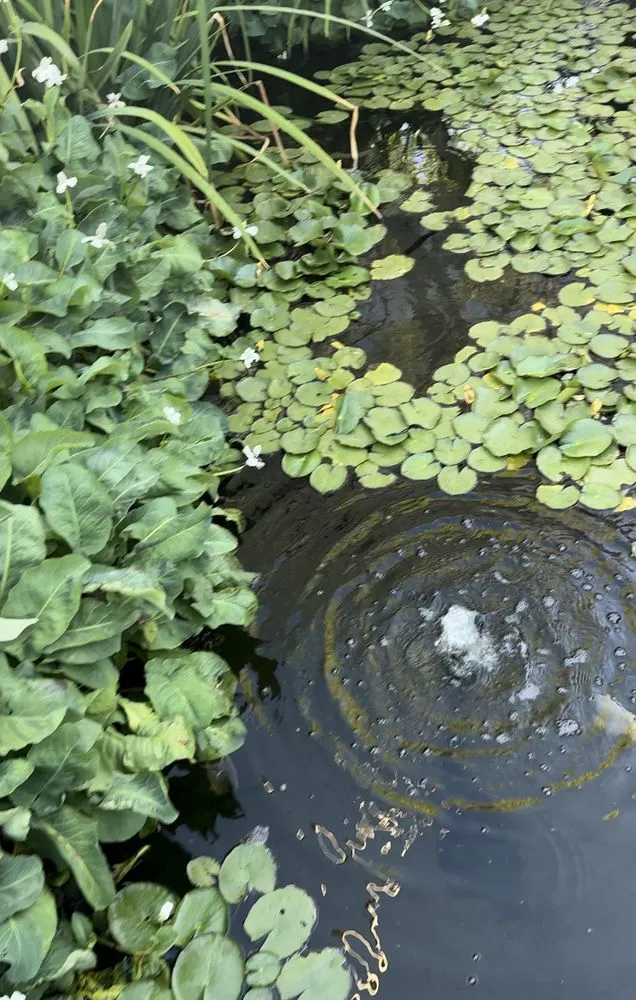 Top-rated yard cleanup service with custom design in Glendale, AZ by Paradise Ponds & Garden