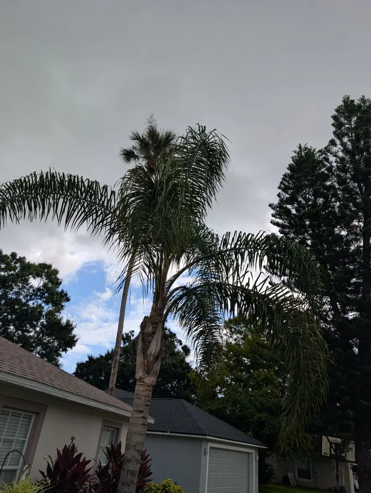 Expert lawn care service for homes across Ormond Beach, FL - Paradise Tree and Landscaping