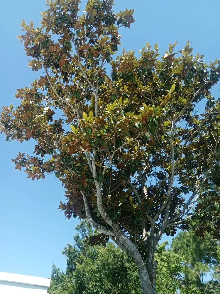 Top-rated landscape design for year-round maintenance across Ormond Beach, FL - Paradise Tree and Landscaping