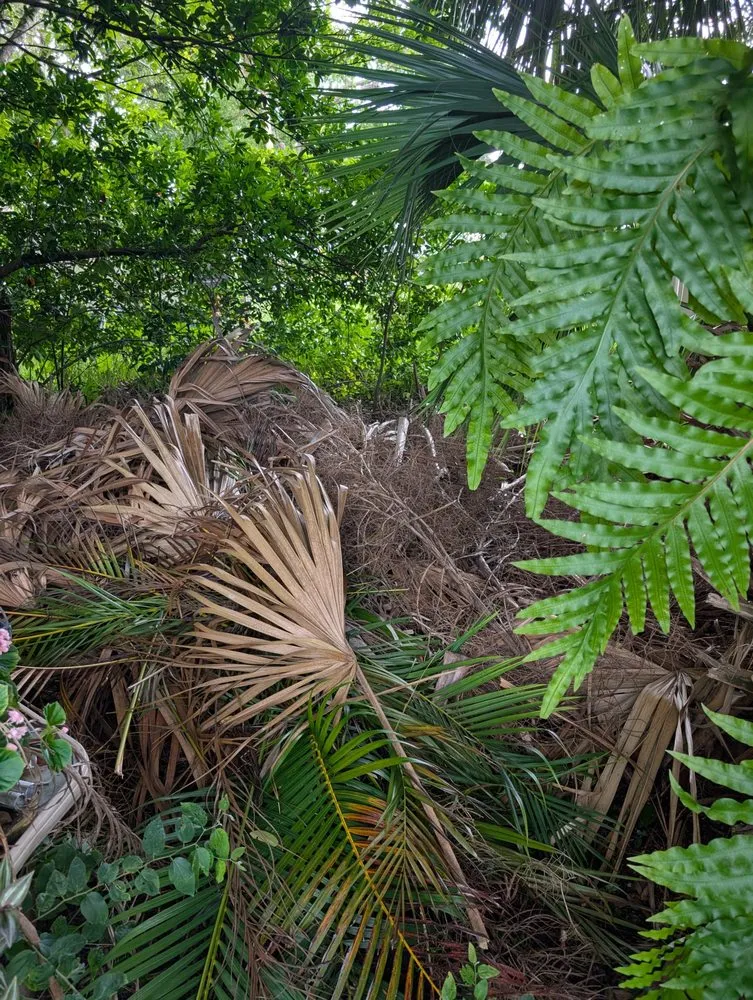 Affordable outdoor landscaping in Ormond Beach, FL - Paradise Tree and Landscaping