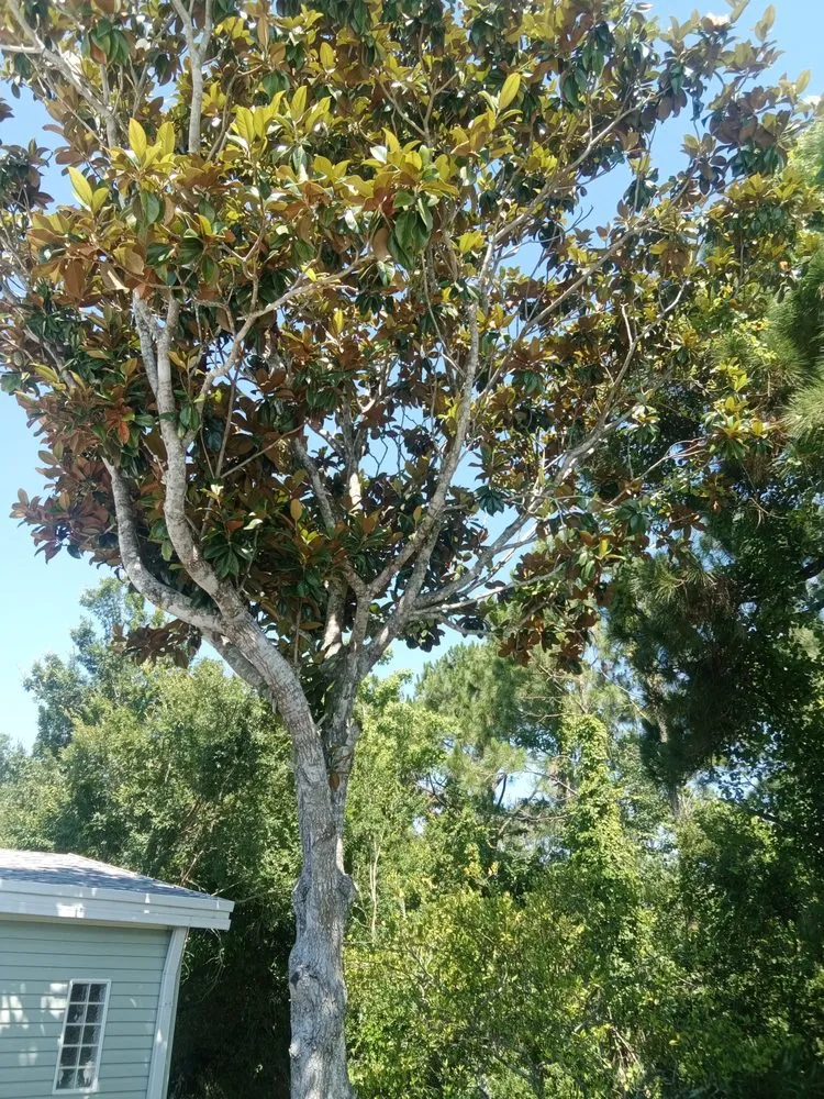 Professional garden landscaping in Ormond Beach, FL by Paradise Tree and Landscaping