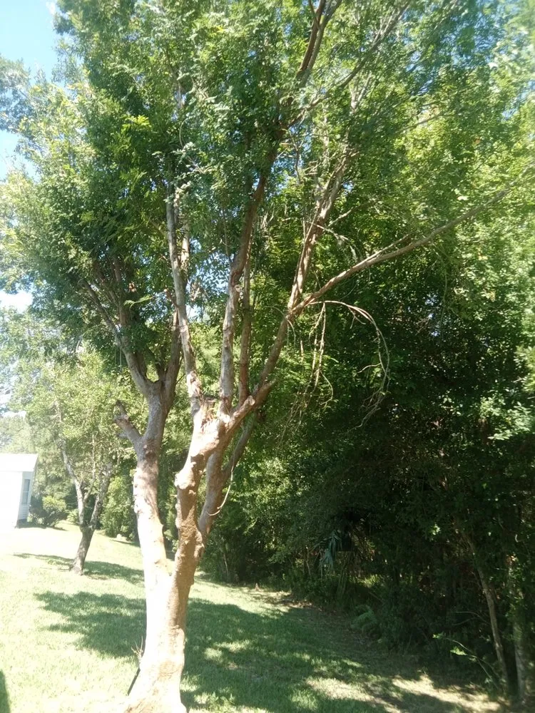 Top-rated yard maintenance experts serving Ormond Beach, FL - Paradise Tree and Landscaping