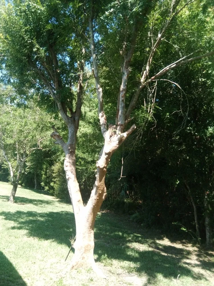 Affordable garden landscaping experts serving Ormond Beach, FL - Paradise Tree and Landscaping