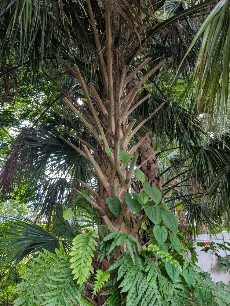 Trusted landscape design in Ormond Beach, FL by Paradise Tree and Landscaping