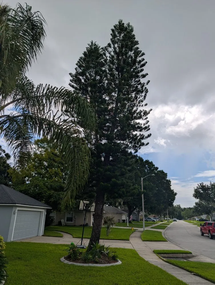 Local landscape installation for outdoor upgrades across Ormond Beach, FL - Paradise Tree and Landscaping