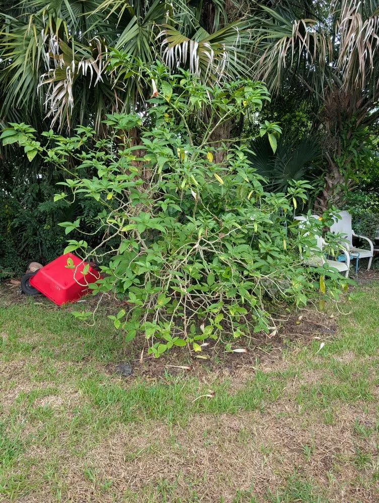 Affordable landscape design for homes across Ormond Beach, FL - Paradise Tree and Landscaping