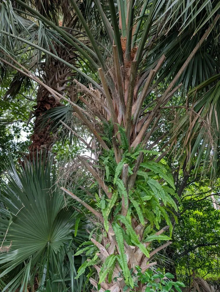 Trusted yard cleanup service in Ormond Beach, FL by Paradise Tree and Landscaping