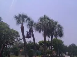 Affordable landscape design near you across Miami, FL - Paradise Tree Services and Landscaping