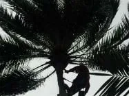 Custom residential landscaping experts serving Miami, FL - Paradise Tree Services and Landscaping