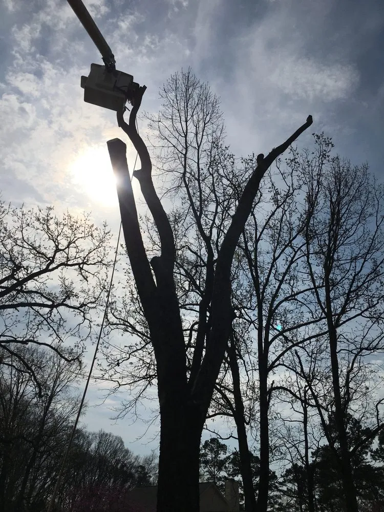 Trusted landscaping services for outdoor upgrades across Strawberry Plains, TN - Paradise Tree Services