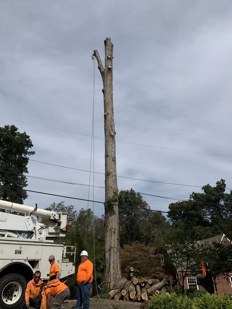 Local residential landscaping in Strawberry Plains, TN - Paradise Tree Services