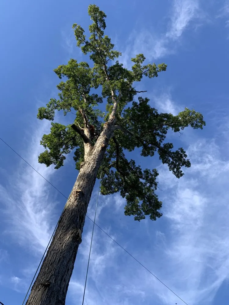 Custom garden landscaping for beautiful yards in Strawberry Plains, TN by Paradise Tree Services