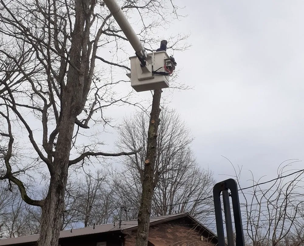 Top-rated landscaping services in Strawberry Plains, TN by Paradise Tree Services