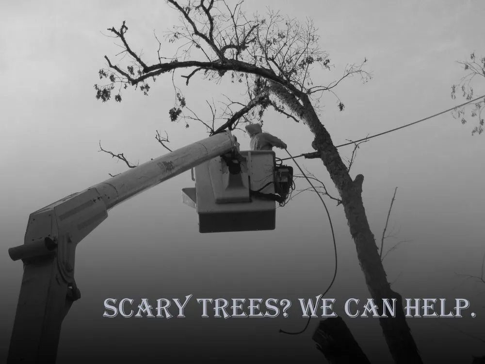 Trusted yard cleanup service for homes across Strawberry Plains, TN - Paradise Tree Services