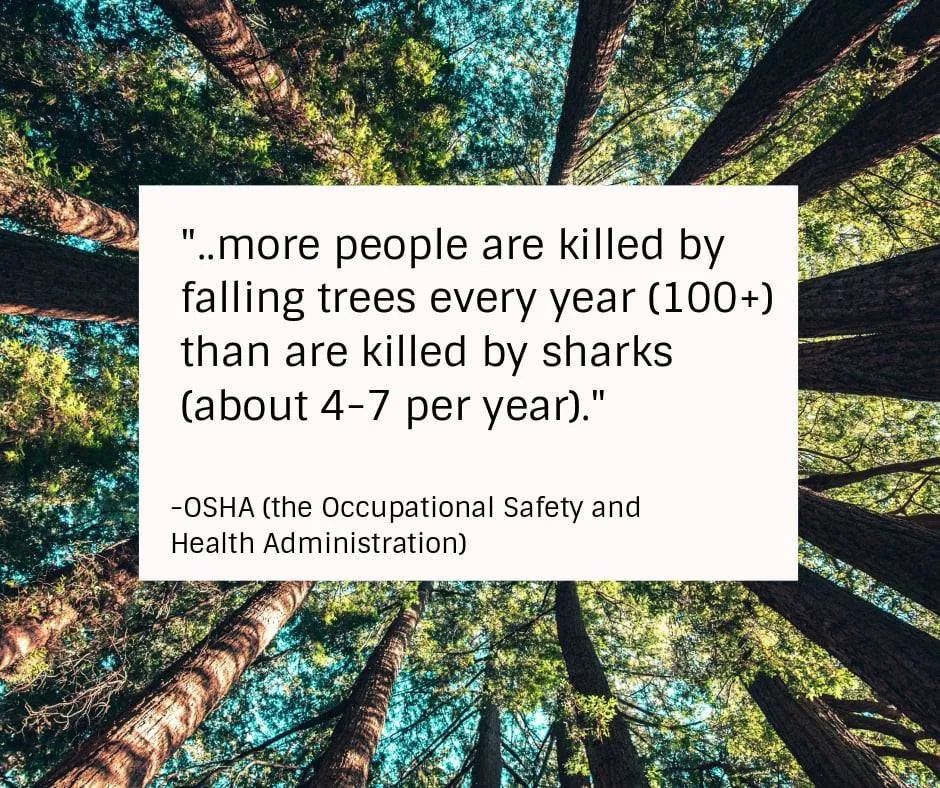 Affordable outdoor landscaping in Strawberry Plains, TN - Paradise Tree Services