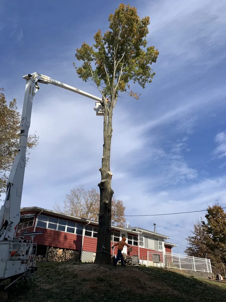 Expert yard maintenance in Strawberry Plains, TN - Paradise Tree Services