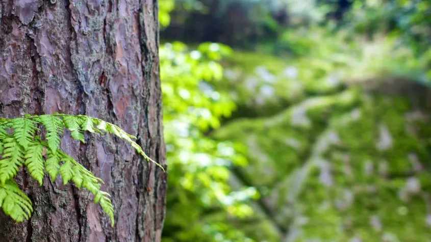 Reliable residential landscaping with custom design in Strawberry Plains, TN by Paradise Tree Services