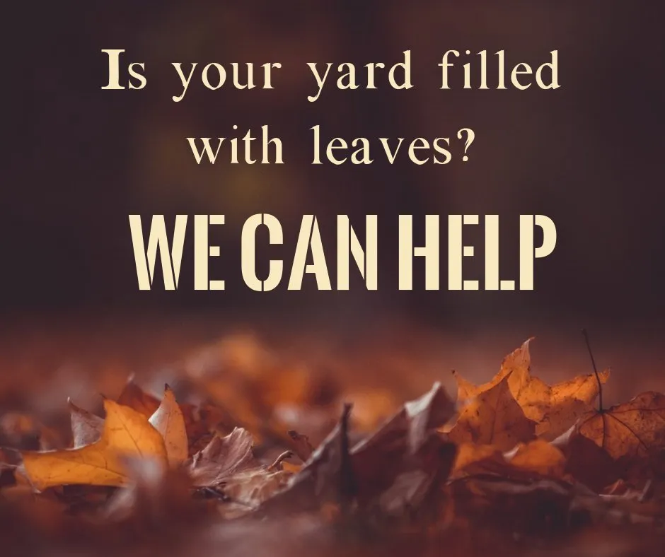 Affordable lawn mowing service in Strawberry Plains, TN by Paradise Tree Services