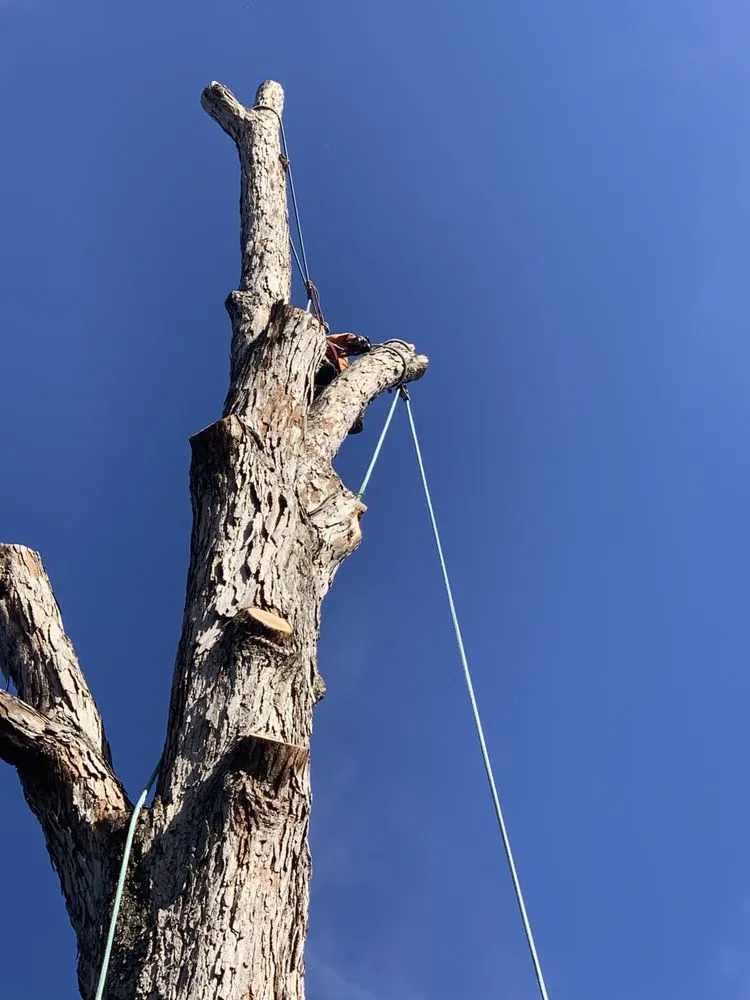 Custom garden landscaping in Strawberry Plains, TN - Paradise Tree Services