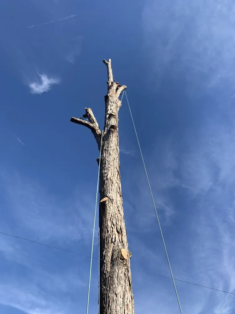 Affordable yard cleanup service in Strawberry Plains, TN by Paradise Tree Services